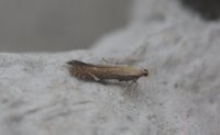 Monochroa cytisella (Bracken Neb)