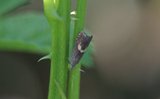 Dichrorampha petiverella (Common Drill)