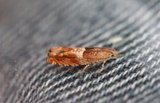 Epinotia tenerana (Nut Bud Moth)