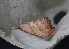 Falcaria lacertinaria (Scalloped Hook-tip)