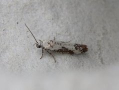 Prays fraxinella (Ash Bud Moth)