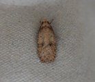 Agonopterix angelicella (Angelica Flat-body)