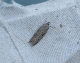 Athrips mouffetella (Dotted Grey Groundling)