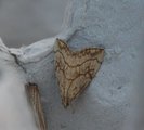 Evergestis pallidata (Blek kålmott)