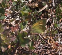 Colias hecla (Northern Clouded Yellow)