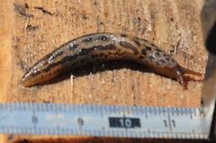 Giant Garden Slug (Limax maximus)
