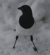 Black-billed Magpie (Pica pica)