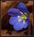 Liverleaf  (Blue anemone) (Hepatica nobilis)