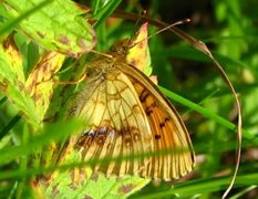 Brenthis ino (Lesser Marbled Fritillary)