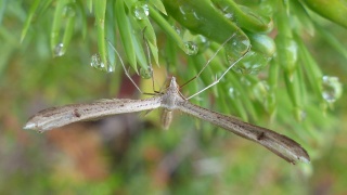 Stenoptilia bipunctidactyla (Twin-spot Plume)