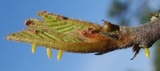 Gonepteryx rhamni (Brimstone)
