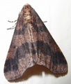Erannis defoliaria (Stor frostmåler)