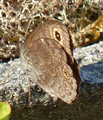 Lasiommata petropolitana (Northern Wall Brown)
