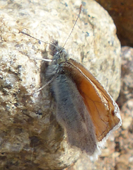 Coenonympha pamphilus (Engringvinge)