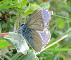 Cyaniris semiargus (Mazarine Blue)