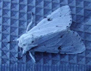 Acronicta leporina (Hvitt kveldfly)