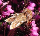 Panolis flammea (Pine Beauty Moth)