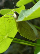 Pieris brassicae (Stor kålsommerfugl)