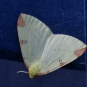 Opisthograptis luteolata (Brimstone Moth)