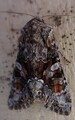 Lacanobia contigua (Beautiful Brocade)