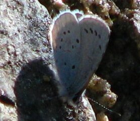 Celastrina argiolus (Vårblåvinge)