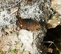 Lasiommata petropolitana (Northern Wall Brown)