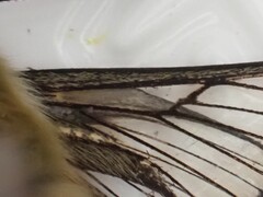 Narrow-bordered Bee Hawk-moth (tityus)