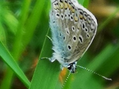 Common Blue (icarus)