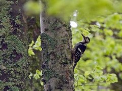 White-backed Woodpecker (Dendrocopos leucotos)