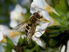 Syrphidae (Hover flies)