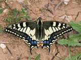 Papilio machaon (Svalestjert)