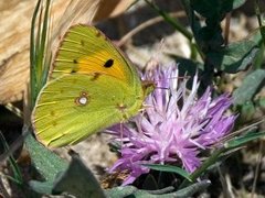 Colias croceus (Clouded Yellow)