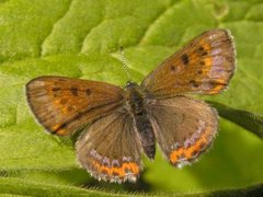 Lycaena helle (Violet Copper)
