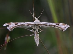 Platyptilia gonodactyla (Triangle Plume)