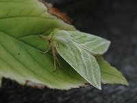 Pseudoips prasinana (Green Silver-lines)