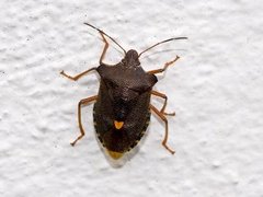Pentatoma rufipes (Forest bug)