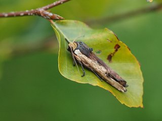 Xylena vetusta (Svartkantkvistfly)