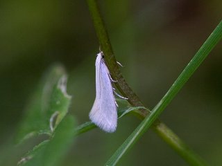 Elachista argentella (Swan-feather Dwarf)
