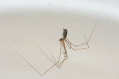 daddy-long-legs spider (Pholcus phalangioides)