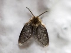 Psychodidae (Moth flies)