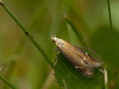 Monochroa cytisella (Bracken Neb)