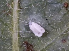 Aleyrodidae (Whiteflies)