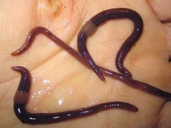 Red Wiggler Worm (Eisenia andrei/fetida)
