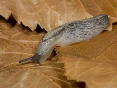 Greenhouse Slug (Milax gagates)