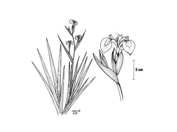 Sverdlilje (Iris pseudacorus)