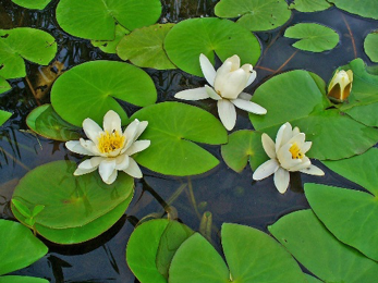 White Water-lily (Nymphaea alba)