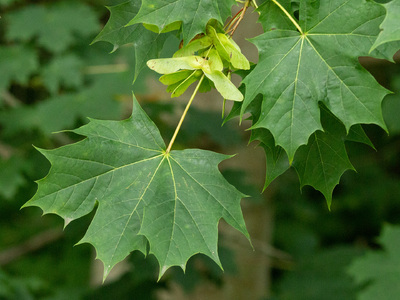 Norway  Maple (Acer platanoides)