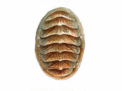 Chiton (Polyplacophora)