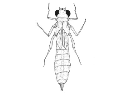 Anisoptera (Libeller)