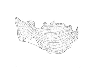 Flatormer (Platyhelminthes)